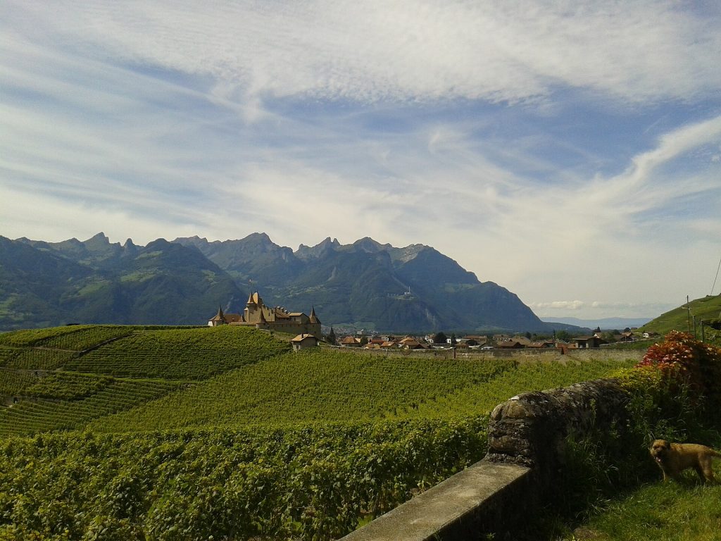 Le château d’Aigle au milieu des vignes