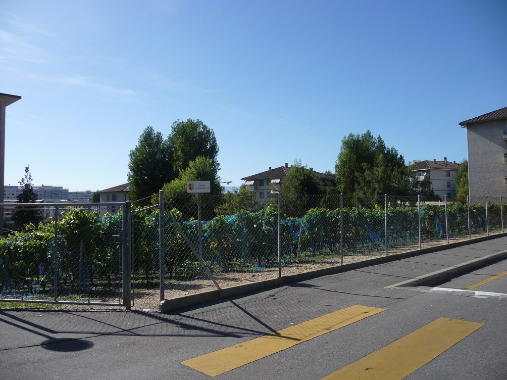 La vigne communale de Prilly